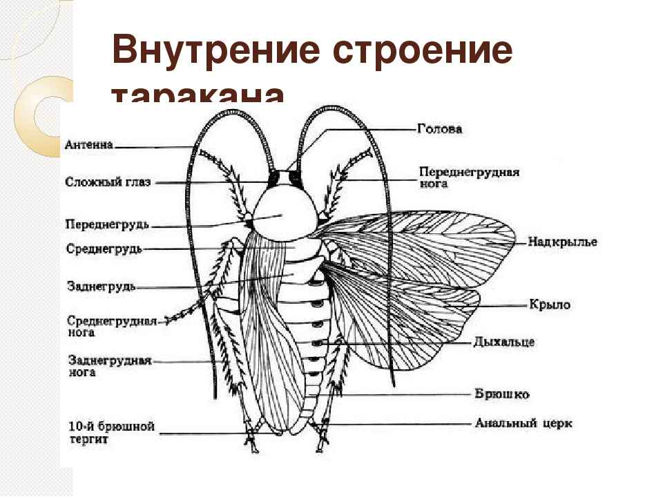 На фото описано внутреннее строение таракана